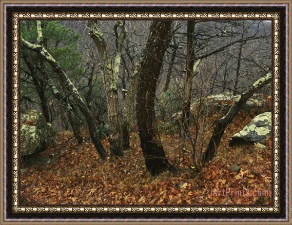 Raymond Gehman Trees And Rock with Lichen at 3400 Feet Along The Appalachian Trail at Pinnacles Framed Print