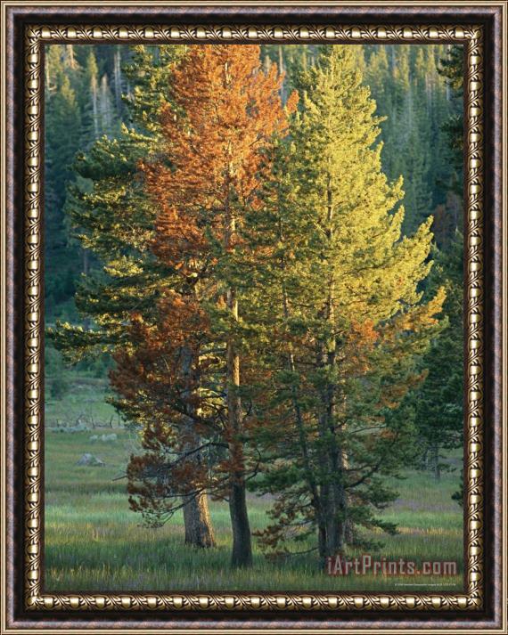 Raymond Gehman Trees Bearing The Colors of Fall Framed Painting