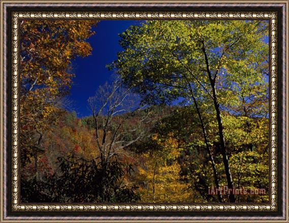 Raymond Gehman Trees in Autumn Hues on The Mountains Near Whitewater Falls Framed Painting