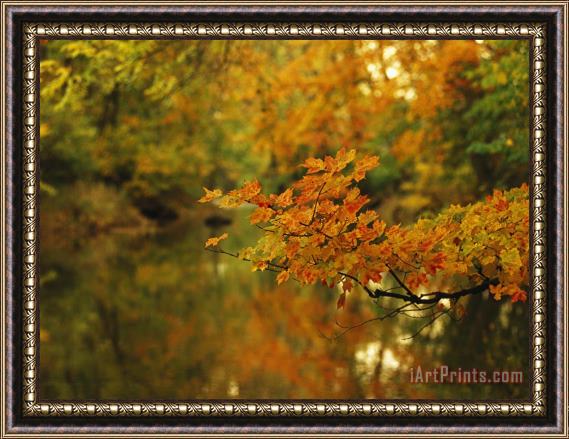 Raymond Gehman Trees in Fall Colors Reflected in Big Cove Creek Framed Print