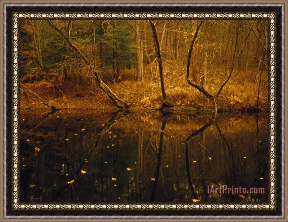 Raymond Gehman Trees Leaning Over The Obed River in The Potters Ford Area in Autumn Framed Painting