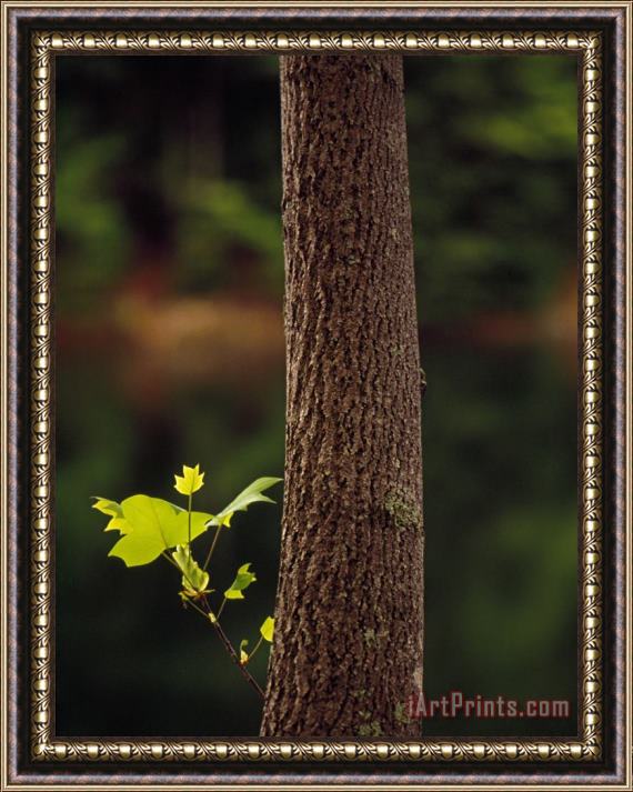 Raymond Gehman Tulip Poplar Tree Trunk with a Small Leafy Twig Framed Painting