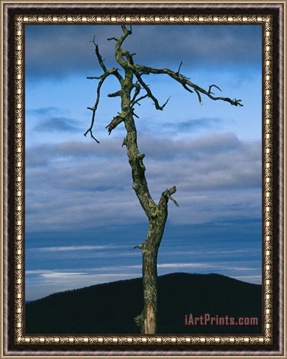 Raymond Gehman Twilight View of Old Rag Mountain with Dead Tree Snag Framed Painting