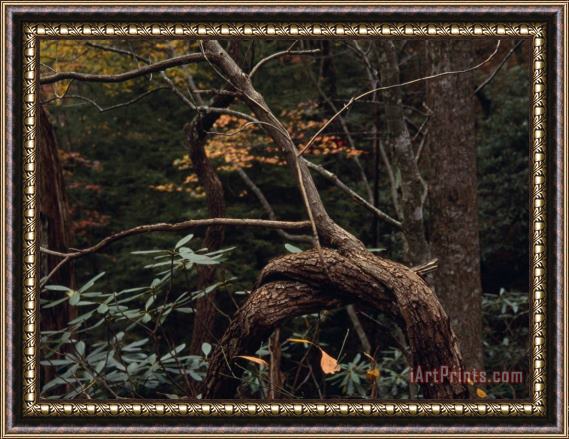 Raymond Gehman Twisted Tree Growing Amongst Rhododendrons Framed Painting