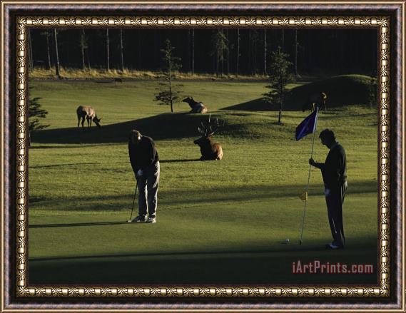 Raymond Gehman Two People Play Golf While Elk Graze on The Golf Course Framed Painting