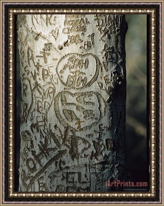 Raymond Gehman Vandalized Tree Trunk with Carved Initials in It Framed Print