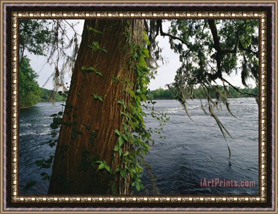 Raymond Gehman View Across The Savannah River Past a Cypress Tree Laced with Moss Framed Painting