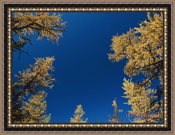 Raymond Gehman View Looking Upwards at The Blue Sky Framed by Trees Framed Print