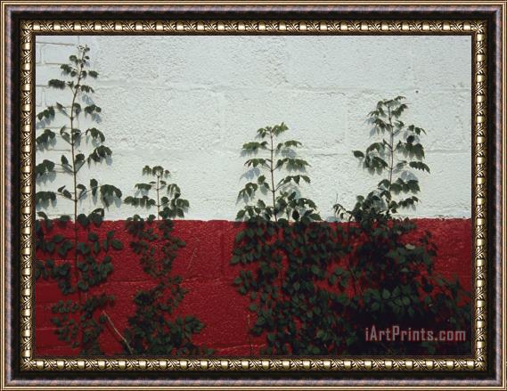 Raymond Gehman Vines Grow Up The Side of a Cinder Block Garage Framed Painting
