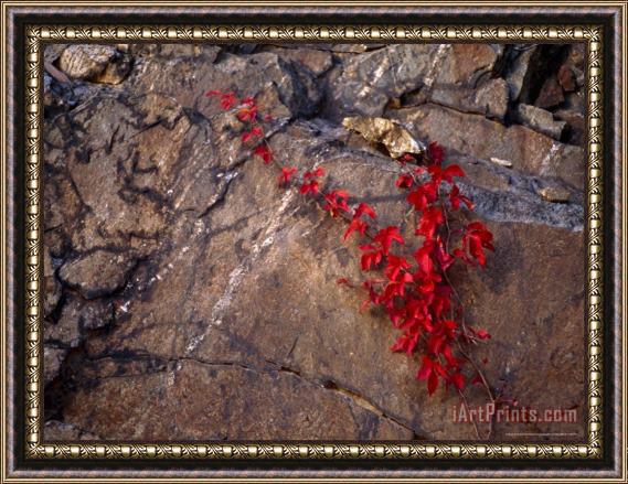 Raymond Gehman Virginia Creeper in Bright Fall Red Colors Growing on a Boulder Framed Print