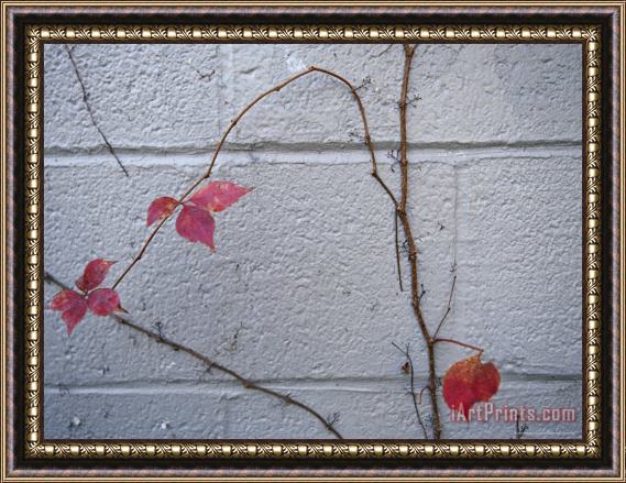 Raymond Gehman Virginia Creeper with Fall Colors Clings to a Wall of a Building Framed Print