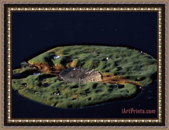 Raymond Gehman Water Lily Pad Holding Drops of Water on The Surface of Hematite Lake Framed Painting