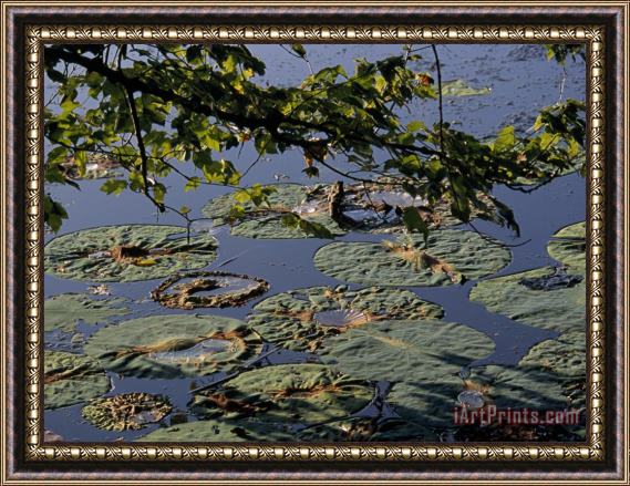 Raymond Gehman Water Lily Pads on The Surface of Hematite Lake Framed Painting