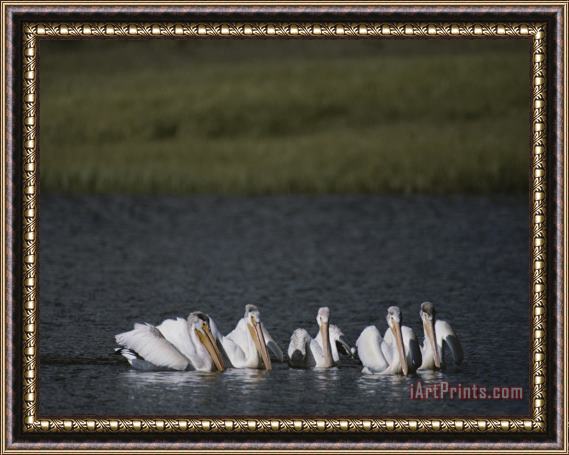 Raymond Gehman White Pelicans Encircling Fish on Yellowstone Lake Framed Painting
