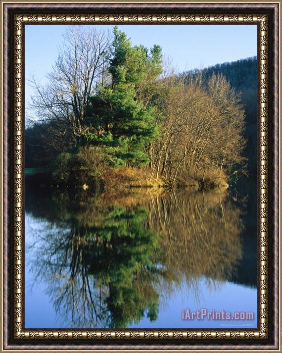 Raymond Gehman White Pine Tree on a Small Island in Abbott Lake Framed Print