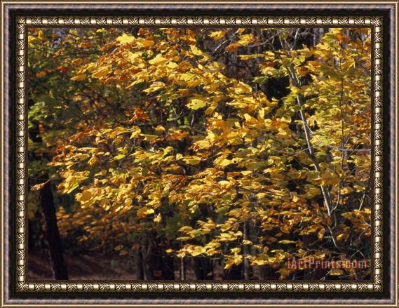 Raymond Gehman White Poplar Tree with Autumn Hues Blowing in a Stiff Breeze Framed Print