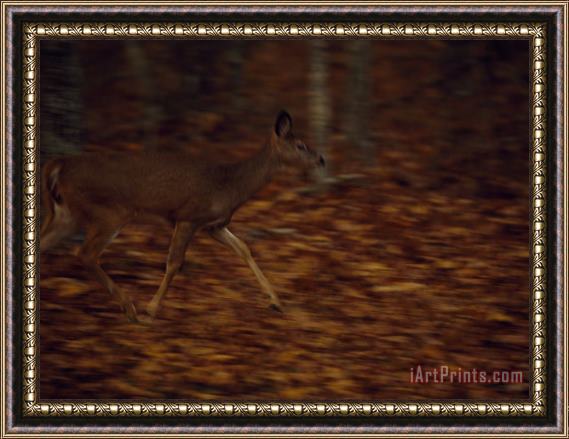 Raymond Gehman White Tailed Deer Doe Running Along The Debord Falls Trail at Dusk Framed Painting