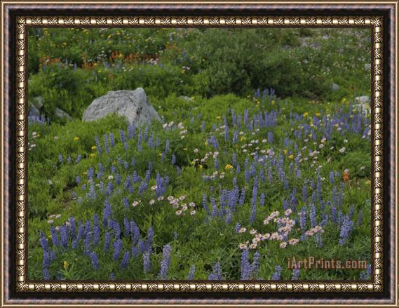 Raymond Gehman Wild Flower Meadow Teton Crest Trail Wyoming Framed Print