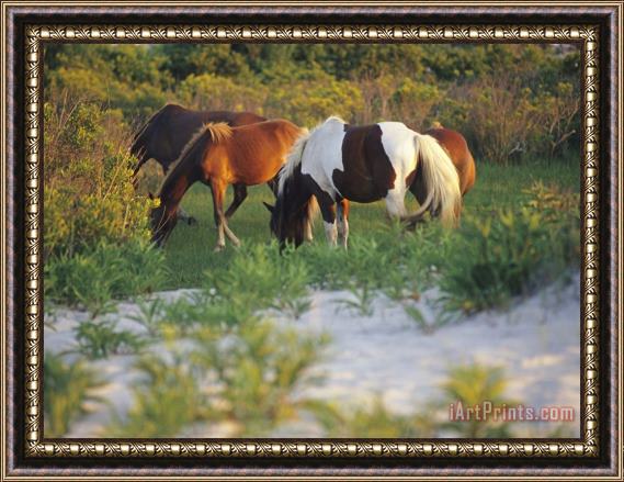 Raymond Gehman Wild Ponies Graze on Tender Grasses Framed Painting