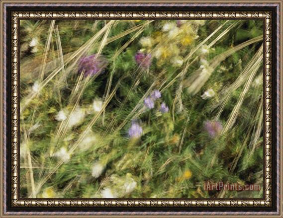 Raymond Gehman Wildflowers And Sedges in an Alpine Meadow Blowing in The Breeze Framed Print