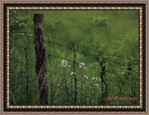 Raymond Gehman Wildflowers And Vines Growing in an Old Fence Topped with Barbed Wire Framed Print