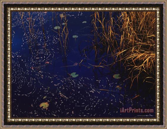 Raymond Gehman Wind Whipped Foam Meanders Between Sedges And Water Lily Leavesnear Lake Waccamaw Framed Painting