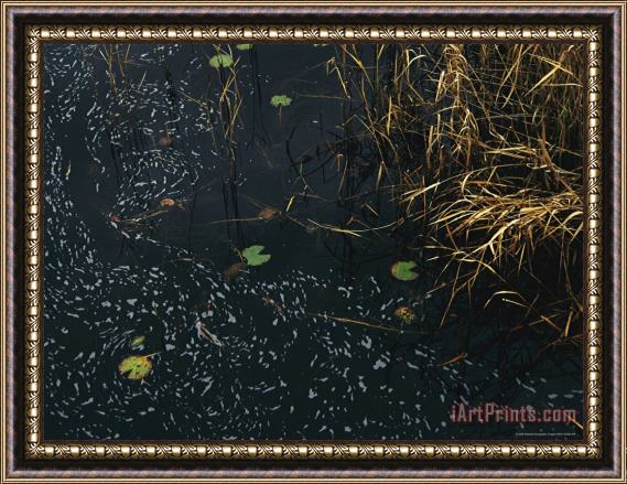 Raymond Gehman Wind Whipped Foam Meanders Between Small Water Lily Leaves And Sedges Near Lake Waccamaw Framed Painting