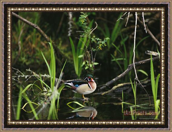 Raymond Gehman Wood Duck Reflected in Creek Water Framed Print