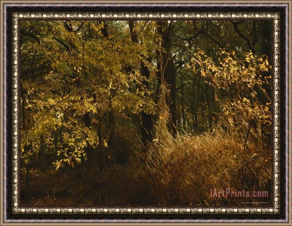Raymond Gehman Woodland View of a Maritime Forest in Autumn Colors Framed Painting