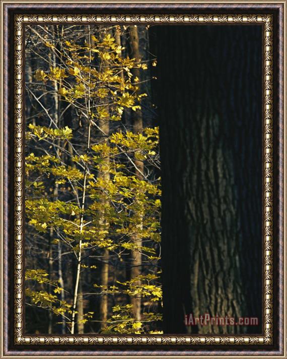 Raymond Gehman Yellow Autumn Leaves on a Small Sugar Maple Next to Large Tree Trunk Framed Painting