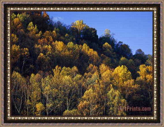 Raymond Gehman Yellow Birch Maple And Poplar Leaves Brighten Paint Mountain Framed Painting