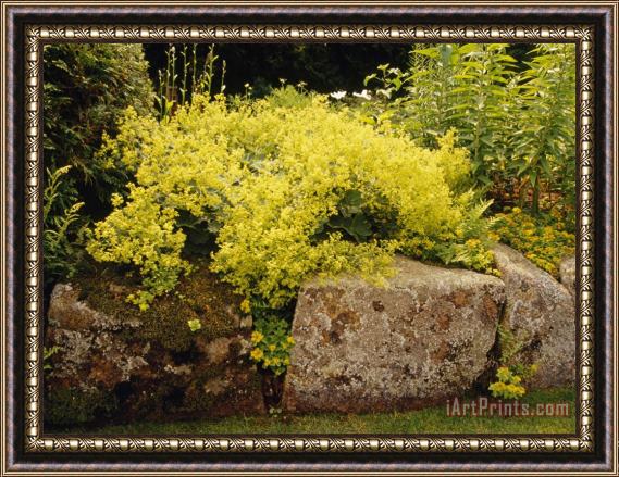 Raymond Gehman Yellow Blossoming Shrub at The Thuya Garden Framed Print