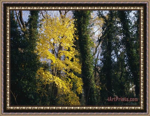 Raymond Gehman Yellow Fall Foliage on Maple Trees And Ivy Entwined Tree Trunks Framed Print