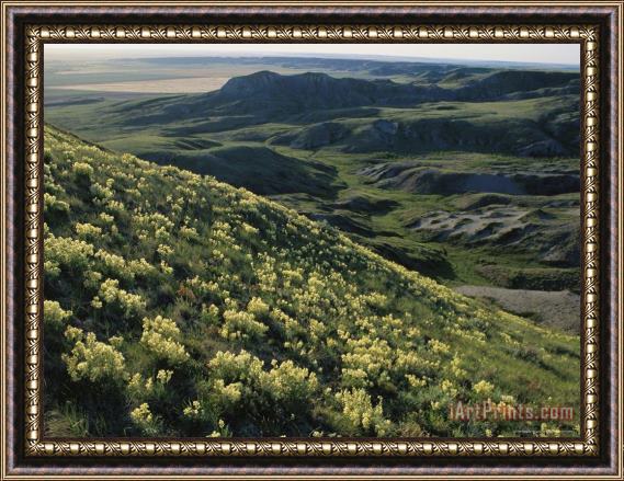 Raymond Gehman Yellow Locoweed Covers The Rolling Mesas of Grasslands National Park Framed Print