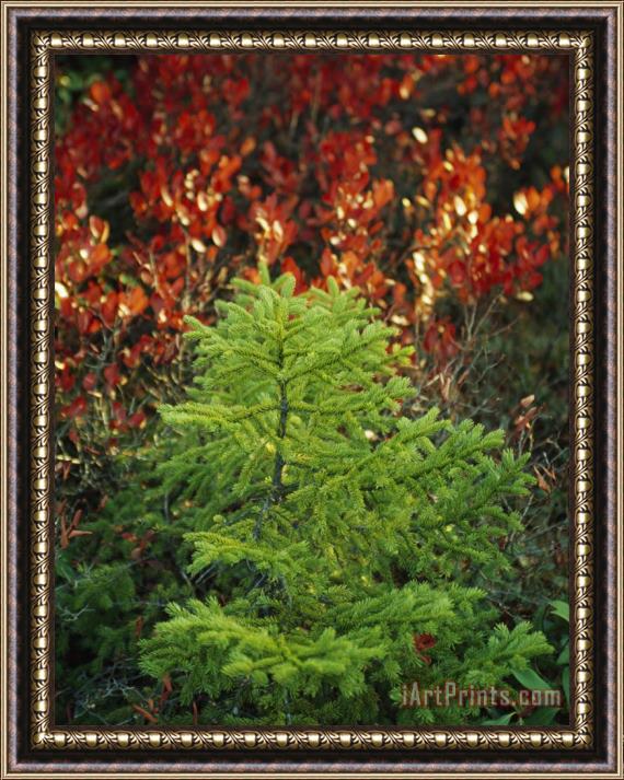 Raymond Gehman Young Red Spruce Tree with Autum Hued Shrubs in Background Framed Print