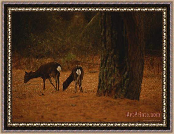 Raymond Gehman Young Sika Deer Foraging with Its Mother Under a Loblolly Pine Framed Painting