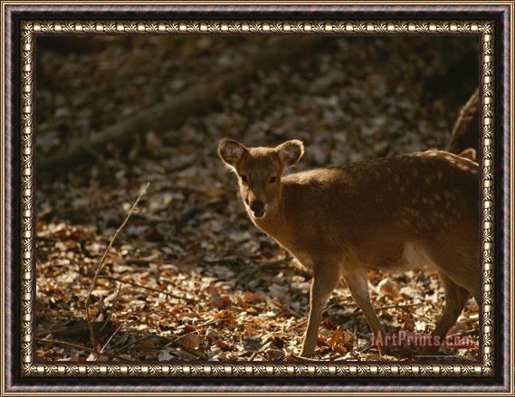 Raymond Gehman Young Sika Deer Standing Near Its Mother Framed Painting