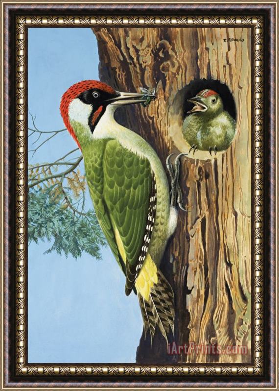 RB Davis Woodpecker Framed Print