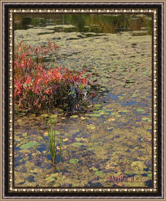 Richard De Wolfe Lily Pad Lace Framed Painting