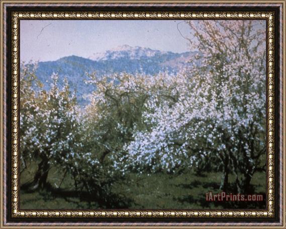 Richard Wheeler Whitney Abandoned Orchard Framed Print