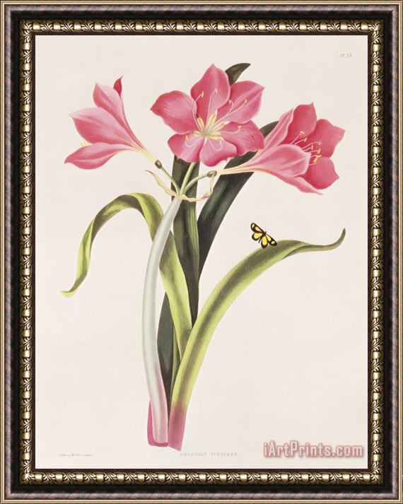 Robert Havell Amaryllis purpurea Framed Print