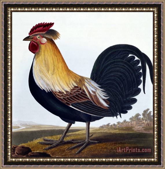 Robert Havell Cock (phasianus) Framed Painting