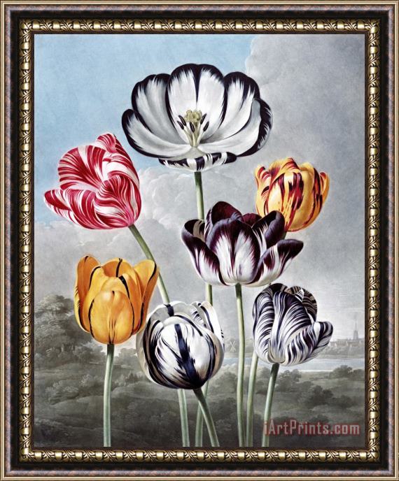 Robert John Thornton Tulips Framed Painting