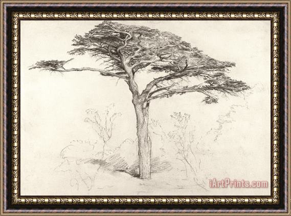 Samuel Palmer Old Cedar Tree In Botanic Garden Chelsea Framed Print