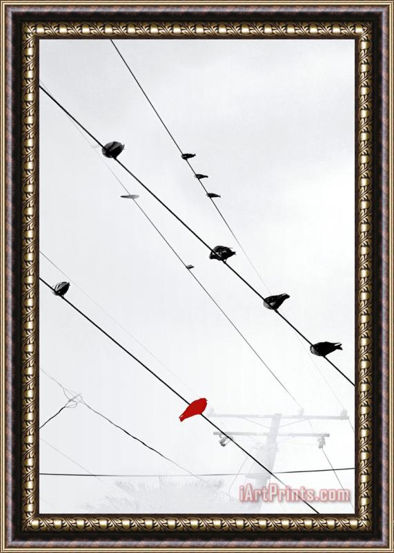 Sara Abbott Birds on a Wire II Framed Print