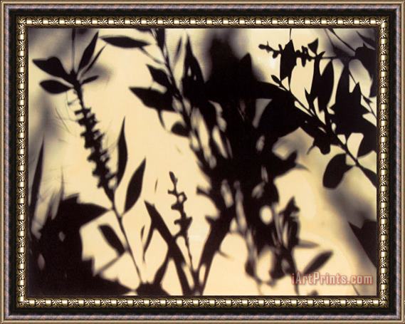 Sara Abbott Shadow Branches I Framed Painting