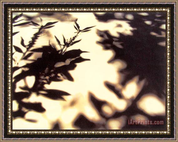 Sara Abbott Shadow Branches II Framed Painting