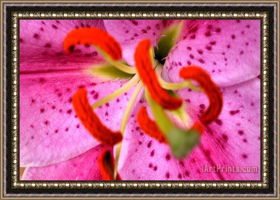 Sarah O Toole Pink Aroma Framed Print