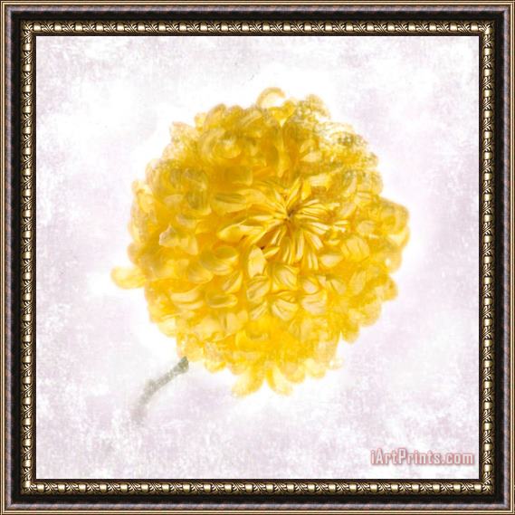 Sia Aryai Mums Yellow Framed Painting