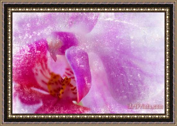 Sia Aryai Orchid II Framed Print
